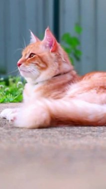 Bahçedeki tembel kedi etrafa bakıyor. Kedi yavrusu yerde rahatça oturdu. Kahverengi kedi kameradan uzağa bakıyor. Kızıl kedi.