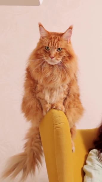 Hermoso Gato Marrón Sentado Sofá Mirando Cámara Primer Plano Cara — Vídeo de stock