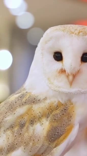 Great Horned Owl Wind Barn Owl Tyto Alba Head Close — Stock Video
