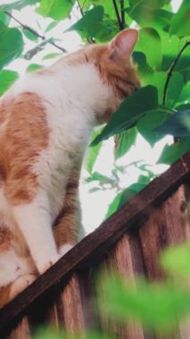 Duvarda oturan kedi bahçenin diğer tarafına bakıyor. Evin dışında kalırken kedi yavrusu yaprakları yiyor.