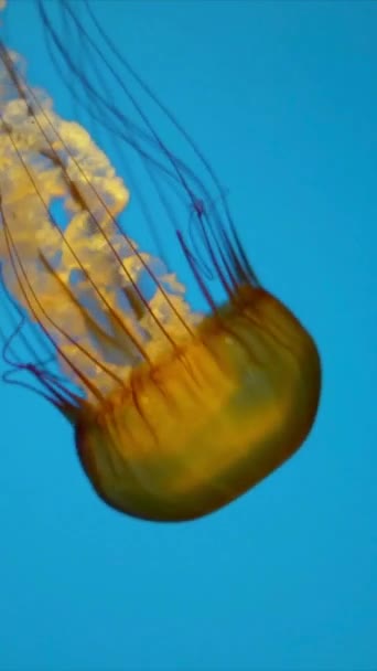 Vertikale Aufnahmen Von Quallen Aquarium Charmante Natur Medusa Mit Langen — Stockvideo