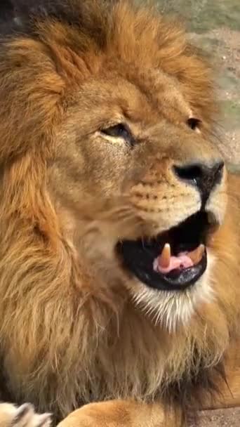 Vertical Shot Southwest African Lion Yawning Inglés Animales Silvestres — Vídeos de Stock