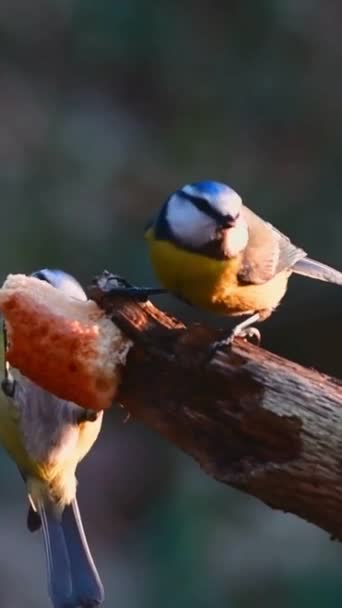 Några Små Fåglar Som Sitter Grenen Trädet Bedårande Fågel Med — Stockvideo