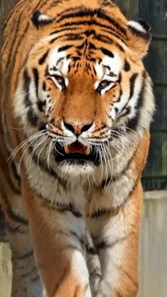 Portret Tygrysa Tygrys Syberyjski Panthera Tigris Altaica Gniewne Agresywne Zachowanie — Wideo stockowe