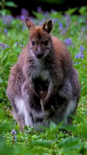 Imagens Verticais Kangroo Cuidando Seu Filho Grama Verde Durante Dia — Vídeo de Stock