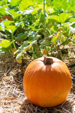 Pumpkin ready for harvest in a field with green leaves and straw ground cover
