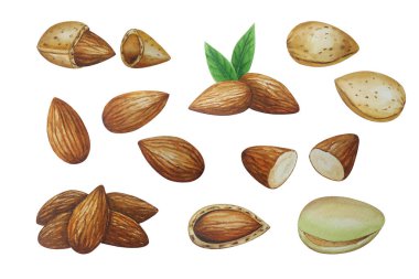 Badem fıstığı, suluboya resim, vektör çizimi. Badem yaprakları. Badem bitkisi