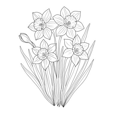 El çizimi çiçekler. Yapraklı nergis çiçeklerinin vektör çizgisi çizimi. Boyama kitapları, botanik baskılar veya dekoratif projeler için zarif çiçek tasarımı.