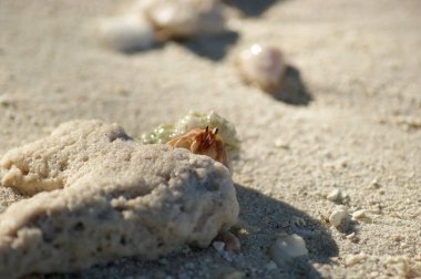 Küçük bir yengeç dikizliyor.