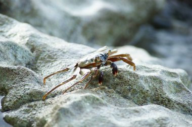 Kumda küçük bir yengeç