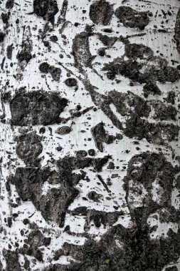 Arka plan ağaç kabuğu, eski ağaç kabuğu. Arka plan ahşap kabuk, doku ağaç kabuğu