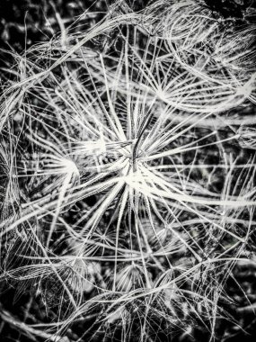 Arka plan koyu tarzda karahindiba