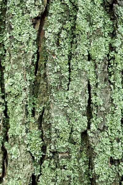 Hintergrund Aus Holz Rinde Textur Baumrinde Hintergrund Baumrinde — Stockfoto