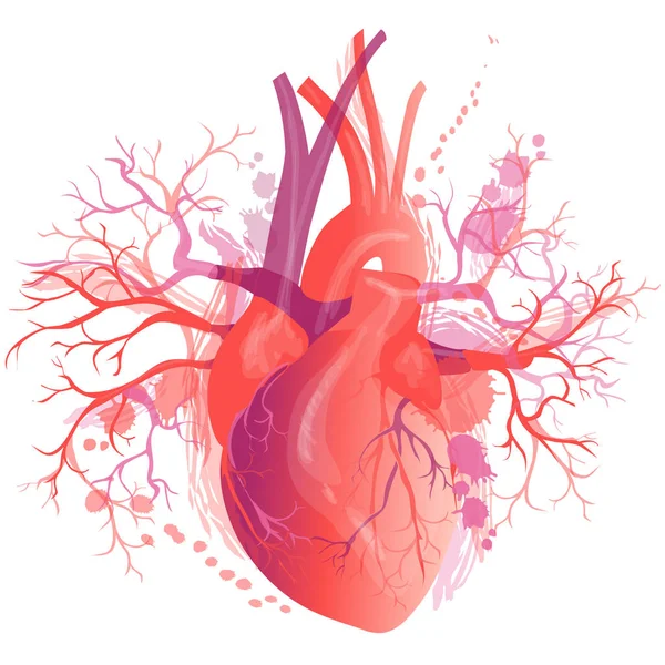 Vector realistiska mänskliga hjärtat — Stock vektor