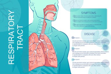 vector human Respiratory System clipart