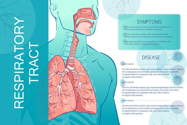 Vector humano Sistema respiratorio — Vector de stock