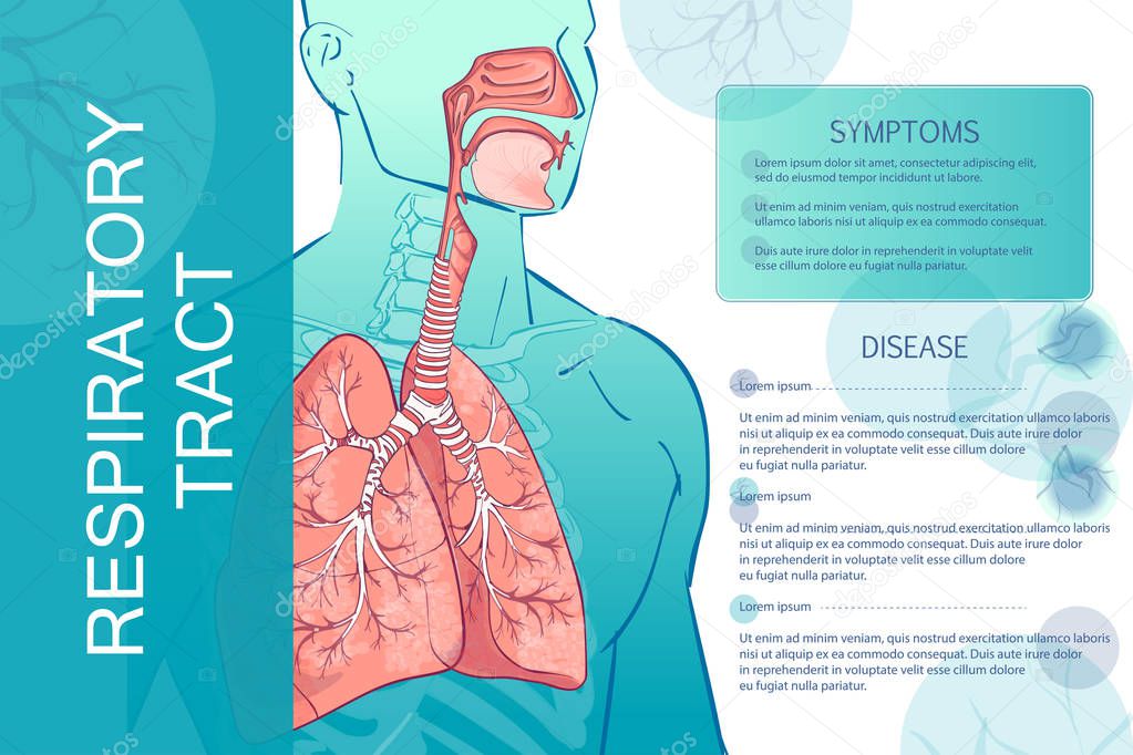 vector human Respiratory System