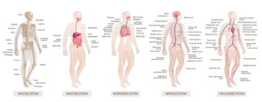 Vektör çizim insan vücut sistemleri dolaşım, iskelet, sinir, sindirim sistemleri