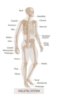 Adam iskelet anatomisi. İnsan vücudu parçaları. El boğulmak vektör kroki illüstrasyon izole