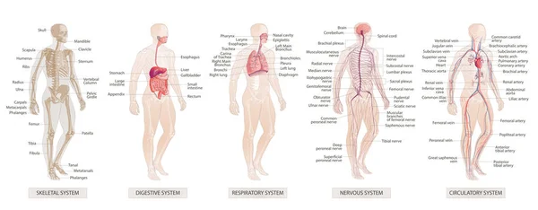 The vector illustration Human Body Systems Circulatory, Skeletal, Nervous, Digestive systems — Stock Vector