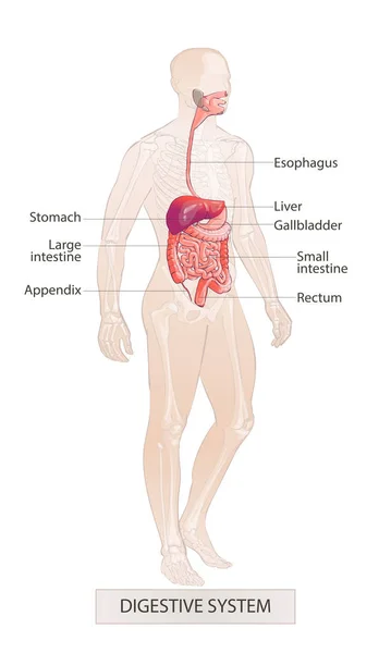 Digestive system. Menselijke lichaamsdelen. Anatomie van de mens. Hand verdrinken schets vectorillustratie geïsoleerd — Stockvector