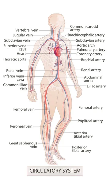 循环血管系统。人体部分。人体解剖。孤立的手淹没矢量草图插图 — 图库矢量图片