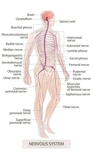 Système nerveux. Des parties du corps humain. L'anatomie humaine. Croquis vectoriel noyé à la main illustration isolée — Image vectorielle