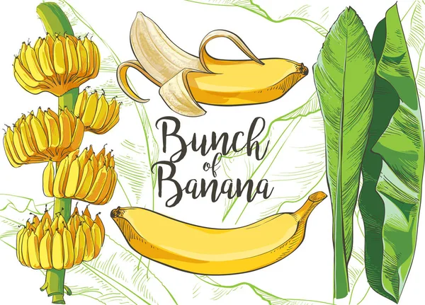 Διάνυσμα τροπικό μπανάνα φύλλα, φρούτα υφή ακουαρέλα εικονογράφηση. — Διανυσματικό Αρχείο
