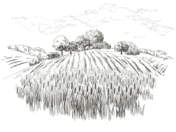Paesaggio rurale campo di grano. Vettore disegnato a mano campagna paesaggio incisione stile illustrazione . — Vettoriale Stock