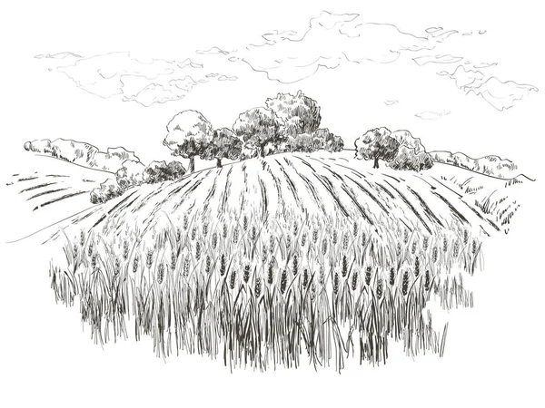 Paisaje rural campo trigo. Vector dibujado a mano Campo paisaje grabado estilo ilustración . — Archivo Imágenes Vectoriales