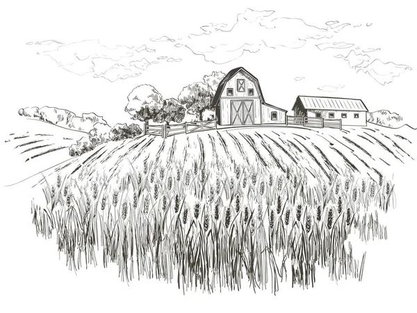 Paesaggio rurale campo di grano. Vettore disegnato a mano campagna paesaggio incisione stile illustrazione . — Vettoriale Stock