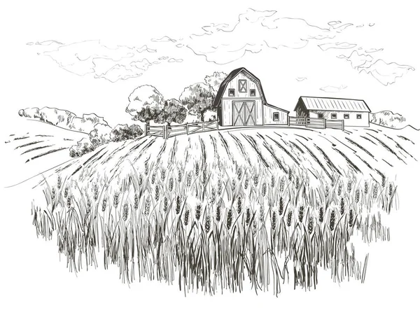 Paisaje rural campo trigo. Vector dibujado a mano Campo paisaje grabado estilo ilustración . — Archivo Imágenes Vectoriales