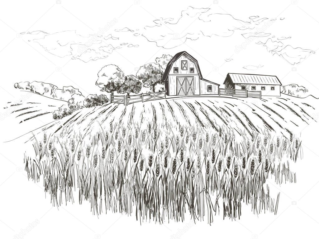 Rural landscape field wheat. Hand drawn vector Countryside landscape engraving style illustration.