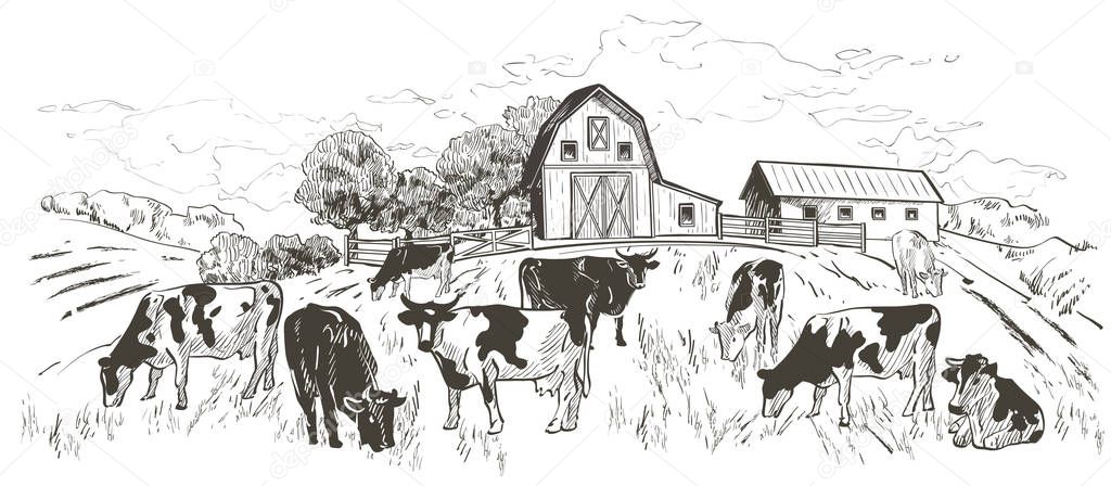 Rural landscape with flock of cows, calves, field, Old Barn, house, trees, animals, fences and other elements, panorama. Hand drawn vector engraving illustration