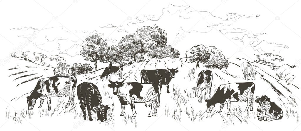 Rural landscape with flock of cows, calves, field, Old Barn, house, trees, animals, fences and other elements, panorama. Hand drawn vector engraving illustration