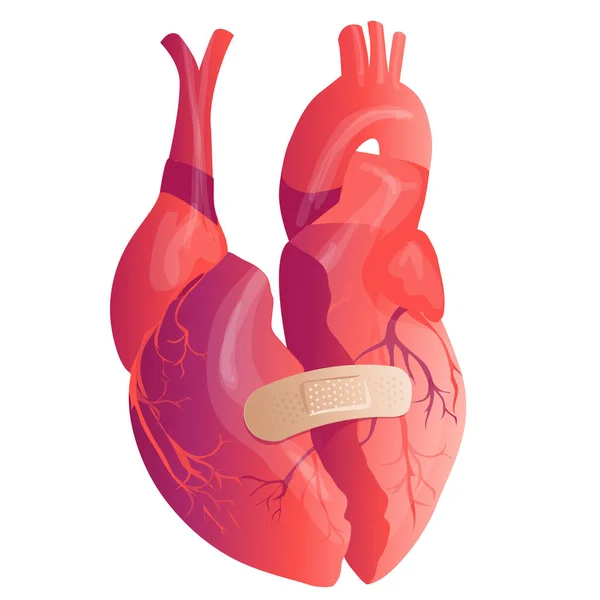 Vector coração humano realista. Conceito de anatomia. Ilustração —  Vetores de Stock