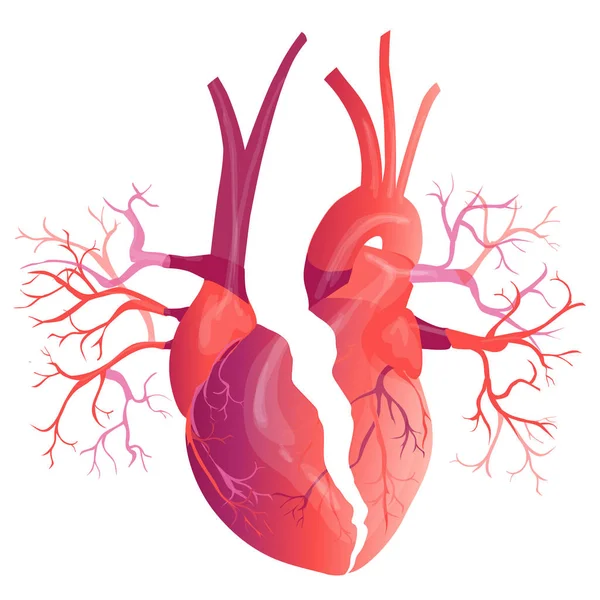 Vektor realistisches menschliches Herz. Anatomie-Konzept. Illustration — Stockvektor