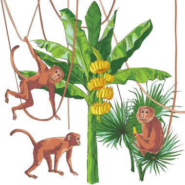 Vektör tropikal muz palmiye, dokusal seamless modeli.