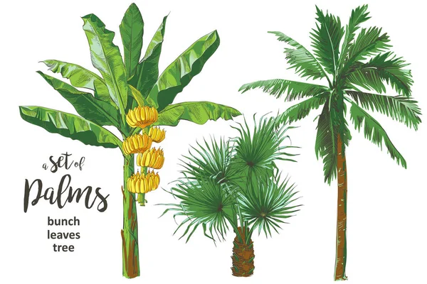 Vector Palmier bananes tropicales, motif texturé sans couture . — Image vectorielle