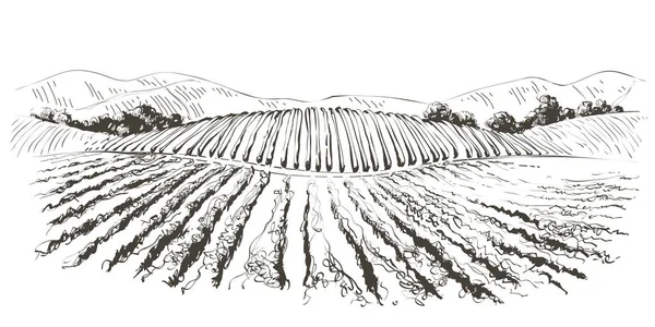 Paisaje Vine Hills. Dibujo de línea vectorial ilustración — Vector de stock
