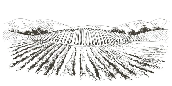 Paesaggio collinare della vite. Illustrazione schizzo linea vettoriale — Vettoriale Stock