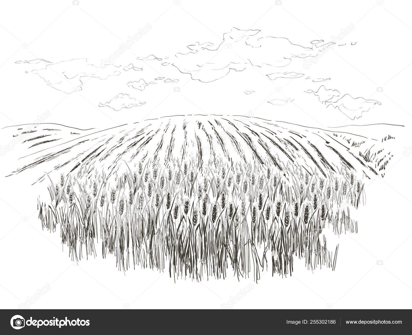 Vector Wheat Engraving Rural Landscape Field Wheat Hand