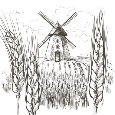 Kırsal manzara alan buğday. El vektör kırsal manzara gravür tarzı resimde çekilmiş.