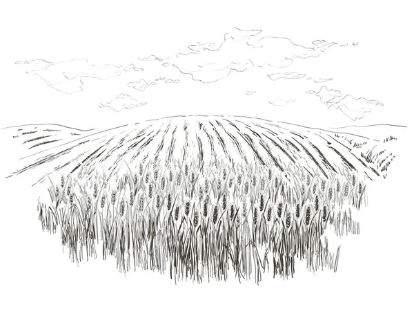Wiejski krajobraz pole pszenicy. Ręcznie rysowane wektor wiejski krajobraz Grawerowanie styl ilustracji. — Wektor stockowy