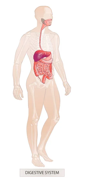 System ludzki. Części ciała ludzkiego. Anatomia człowieka. Dłoń utopić ilustracja szkic wektor na białym tle — Wektor stockowy