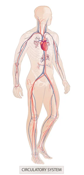 Sistem manusia. Bagian tubuh manusia. Manusia anatomi. Ilustrasi vektor tenggelam tangan terisolasi - Stok Vektor
