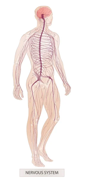 System ludzki. Części ciała ludzkiego. Anatomia człowieka. Dłoń utopić ilustracja szkic wektor na białym tle — Wektor stockowy