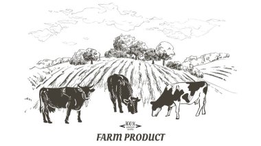 Grafik çizgi tarzında Cow, el çizim vektör görüntü