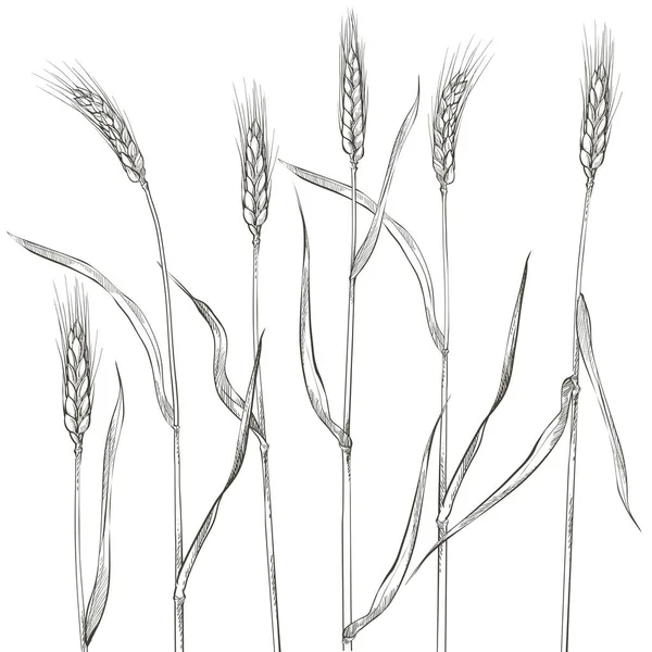 Вуха пшениці. Збирання зернових, сільське господарство, органічне землеробство, символ здорового харчування . — стоковий вектор