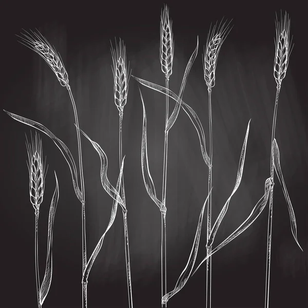 Вуха пшениці. Збирання зернових, сільське господарство, органічне землеробство, символ здорового харчування . — стоковий вектор